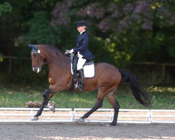 broodmare Dolce Vita (Hessian Warmblood, 2003, from Dumont)