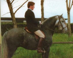 stallion Palpite (Lusitano, 1973, from Bailador)