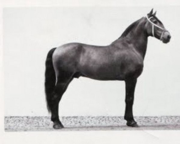 stallion Berber (Lusitano, 1942, from Agareno)