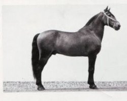 Deckhengst Berber (Lusitano, 1942, von Agareno)