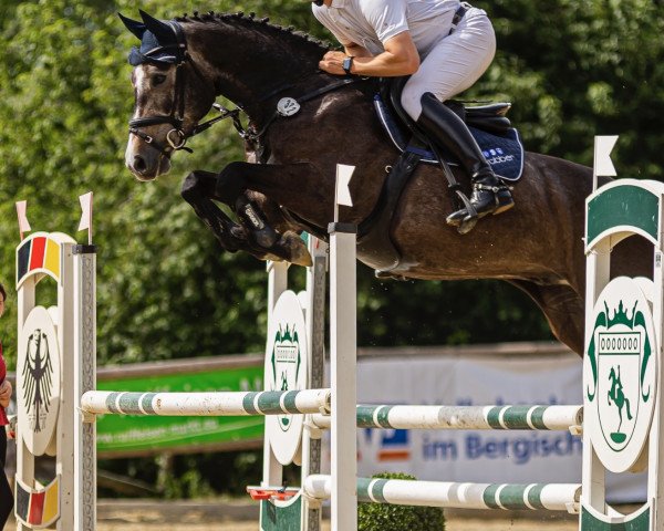 jumper Justerini B Z (Zangersheide riding horse, 2018, from Jaguar van Paemel)