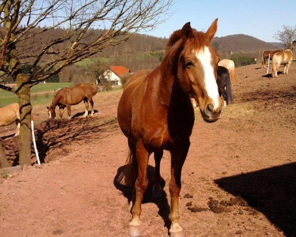 Pferd Phönix (Hessisches Warmblut, 1992, von Philippo)