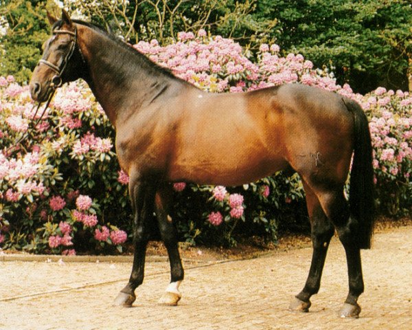 stallion Grandeur (Hanoverian, 1978, from Gralsritter)