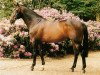 stallion Grandeur (Hanoverian, 1978, from Gralsritter)