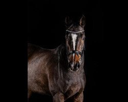 jumper Davina van het Venushof (Belgian Warmblood, 2003, from Lambada van Berkenbroeck)