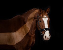 dressage horse Don Germain CG (Oldenburg, 2014, from Don Diamond)