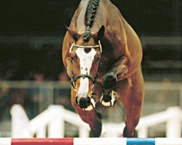 stallion Balou du Rouet (Oldenburg, 1999, from Baloubet du Rouet)