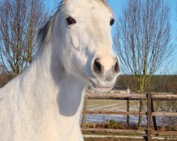 broodmare Neas Indian Pearl (Oldenburg, 1995, from Placido)