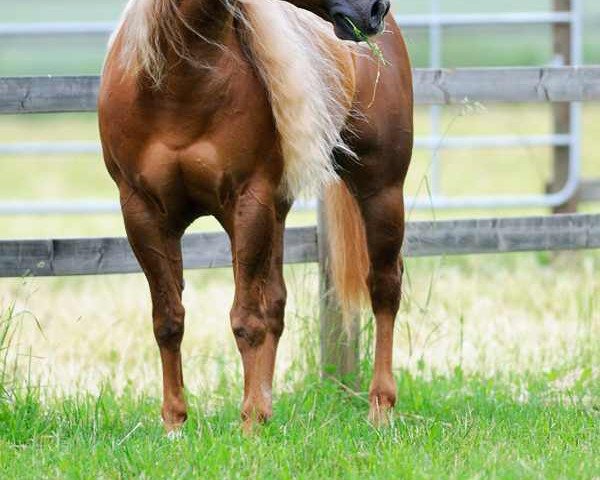 stallion Nimble Star Wars (Quarter Horse, 2005, from Smart Starbuck)