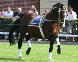 stallion Al Capone (Hanoverian, 1985, from Argentan I)