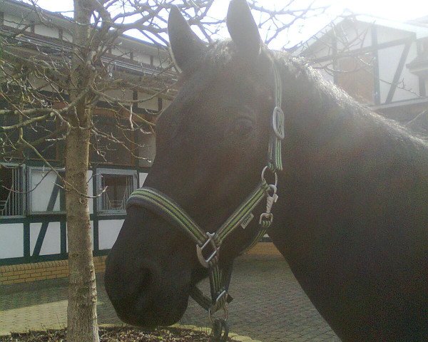 dressage horse Website 3 (Hanoverian, 2005, from Weltregent H)