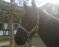 dressage horse Website 3 (Hanoverian, 2005, from Weltregent H)