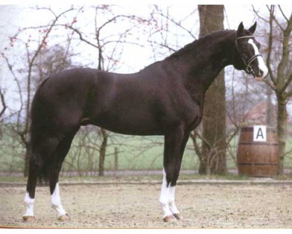 stallion Sir Oldenburg (Oldenburg, 1998, from Sion)