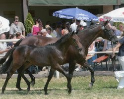 broodmare Graziella (Trakehner, 1986, from Vasall)