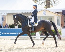 stallion Rondoro Noblesse (Austrian Warmblood, 2011, from Rosengold)