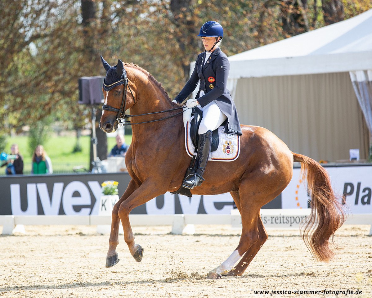 dressage horse Sergio Leone 6 (Hanoverian, 2008, from Scolari)
