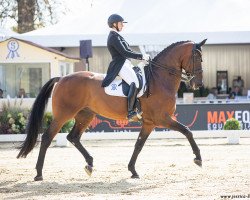 dressage horse Westminster 71 (Oldenburg, 2005, from Weltissimo 3)