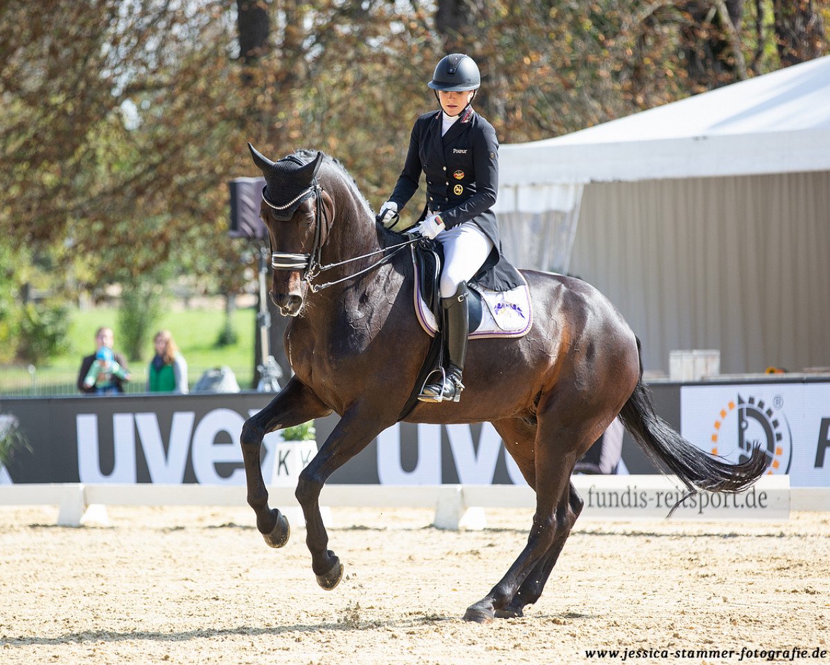 dressage horse Sam Donnerhall (Oldenburg, 2007, from Samarant)