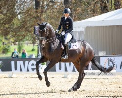 dressage horse Sam Donnerhall (Oldenburg, 2007, from Samarant)