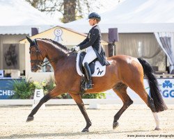 dressage horse Emilio 107 (Westphalian, 2006, from Ehrenpreis)