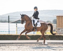 dressage horse Bernstein 117 (Oldenburger, 2013, from Callaho's Benicio)