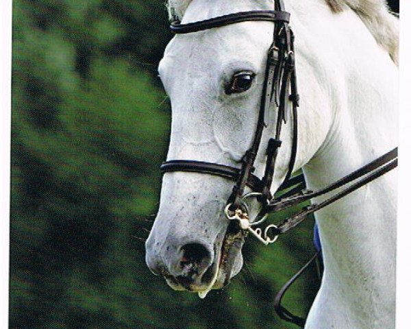 Zuchtstute Baghira (Brandenburger, 2000, von Bazar ShA)