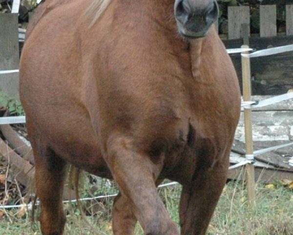 Pferd Max 1390 (Jütländer, 1985, von Gorm)