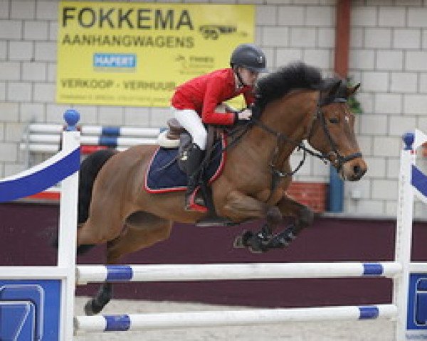 jumper Orchid's Atilla (Dutch Pony, 2011, from Orchid's Cestanii)