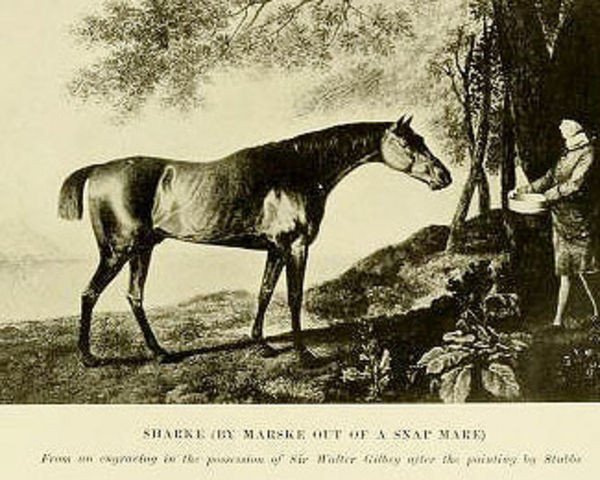 stallion Shark xx (Thoroughbred, 1771, from Marske xx)