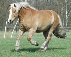 dressage horse Snoopy (Haflinger, 2007, from Stefan (3,91% ox))