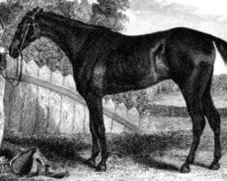 broodmare Black Mara xx (Thoroughbred, 1795, from Shark xx)