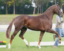 dressage horse Tailormade Red Rebel (Oldenburg, 2005, from Glock's Romanov)