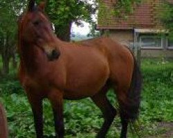 broodmare Elbona (Holsteiner, 1990, from Aldan)