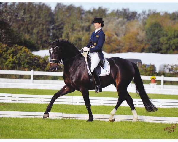 dressage horse Real Diamond 3 (Hanoverian, 2003, from Rotspon)
