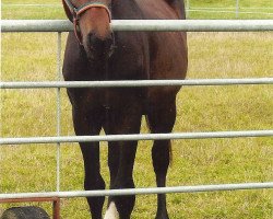 broodmare Don Röschen (German Sport Horse, 2006, from Don Aparte)