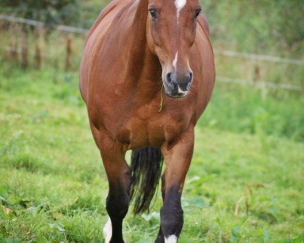 Pferd Sharon (Zweibrücker, 1996, von Silbergraf)