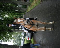 dressage horse Olly (Haflinger, 1994)