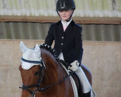 dressage horse Wakando 5 (Nederlands Rijpaarden en Pony, 2000, from Wester Aikema's Nando)