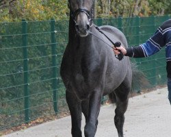 Springpferd Braunsberg (Westfale, 2009, von Balou du Rouet)