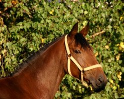 broodmare Prinzess 423 (Hanoverian, 1996, from Prestige Pilot)