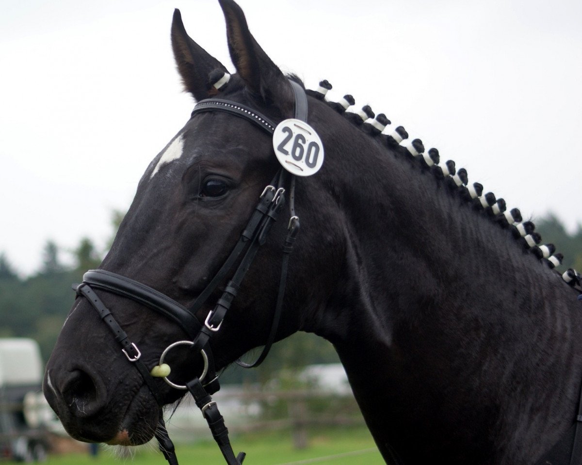 jumper Goodbye Limits (Westphalian, 2006, from Godolphin)