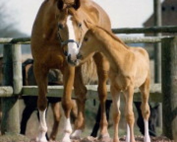 Pferd Loriot 157 (Westfale, 1989, von Labrador)