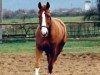 broodmare Veronika (Oldenburg show jumper, 1976, from Waidmannsheil)