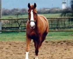 broodmare Veronika (Oldenburg show jumper, 1976, from Waidmannsheil)