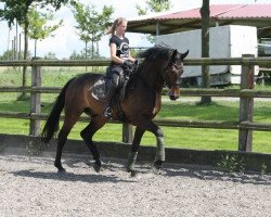 dressage horse Devlish Dancer (Westphalian, 2005, from Don Romantic)