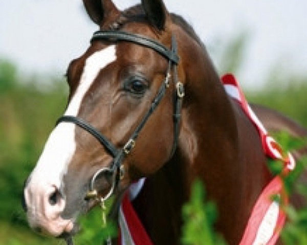 horse Don Romantic (Danish Warmblood, 1999, from Don Schufro)