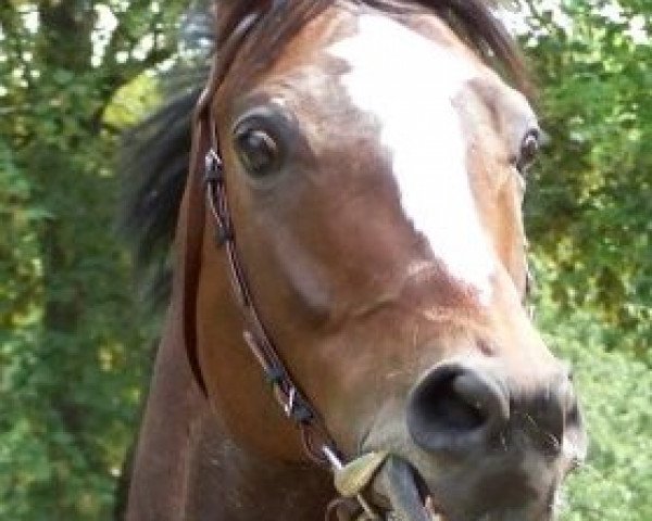 horse Gold of Dubai xx (Thoroughbred, 2005, from Dashing Blade xx)