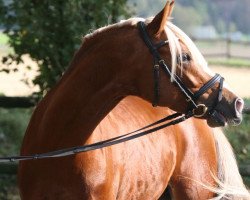 stallion Ghost Rider (German Riding Pony, 2007, from Golden Game Boy)