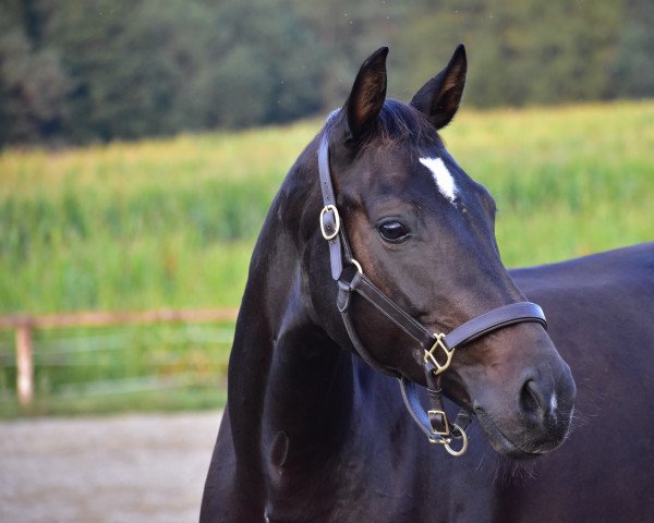 Dressurpferd Ayla F (Österreichisches Warmblut, 2014, von Fürst Wilhelm)