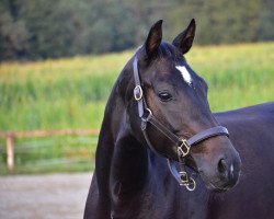 dressage horse Ayla F (Austrian Warmblood, 2014, from Fürst Wilhelm)